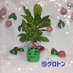 観葉植物　クリスマスおばけ