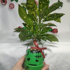 観葉植物　クリスマスおばけの画像