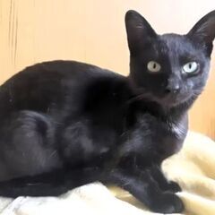 ※代理投稿※人懐っこいイケメン君【くろすけ♂】 - 里親募集