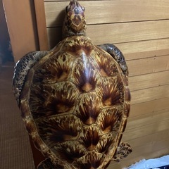 海亀の壁掛け