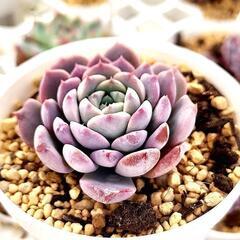 アメイジンググレイス 多肉植物