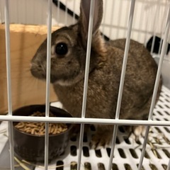 【里親探し】うさぎ
