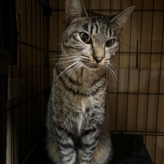 飼い主さんを探しています