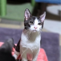 沖縄子猫２.５か月　おっとり系男子　ラテ君