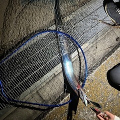 釣りに行きませんか？