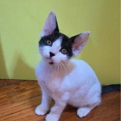 沖縄っ子ミルクちゃん