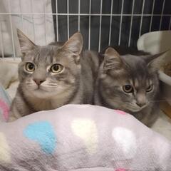 里親決定🌸グレーきょうだい子猫🌸