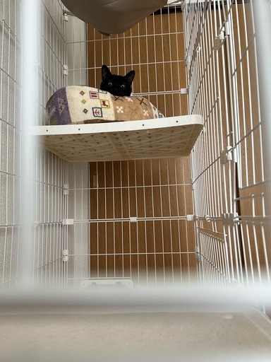 大型猫ゲージ　白　　