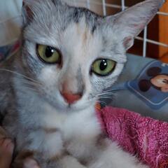 出産終えた美人猫　麦ちゃん(仮名)