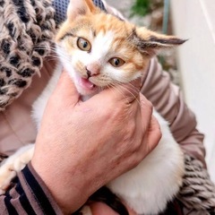 三毛猫　メス　2ヶ月半くらい　里親様募集 - 松山市