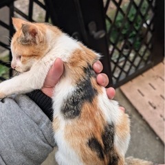 三毛猫　メス　2ヶ月半くらい　里親様募集 - 猫