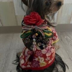 犬用の着物&ショール　２セット