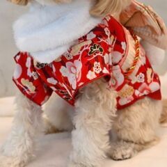 犬用の着物&ショール　２セットの画像