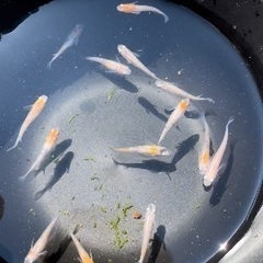 メダカ　めだか　mix100円〜 の画像