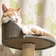 1才半のおてんばな男の子
