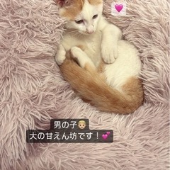 2〜3ヶ月の超甘えん坊男の子💛ナッツ