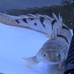 ポリプテレスデレヘッジ 新品の餌付き 熱帯魚 古代魚 水槽