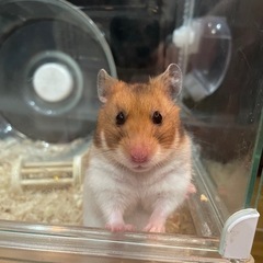ハムスター