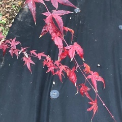 紅葉、もみじ、モミジ、170㎝くらいの画像