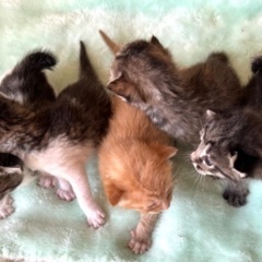 サビ猫ちゃん【里親様決まりました】