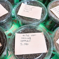 コスタリカ産！エレファスゾウカブト 初〜2令幼虫 1匹〜販売
