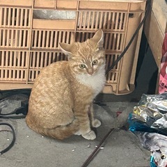 野良猫　【訂正。推定4ヶ月♂】