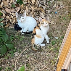 三毛猫　メス　2ヶ月半くらい　里親様募集 − 愛媛県