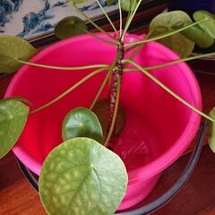 観葉植物  ピレア