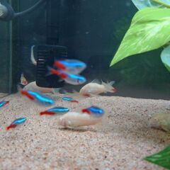 大阪のアクアリウム友達募集します(^^)🐠 - その他