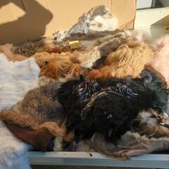 📢毛皮 まとめ売り🧸の画像