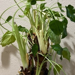 クワズイモ　観葉植物