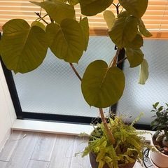 観葉植物　ウンベラータ