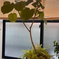 観葉植物　ウンベラータの画像
