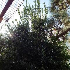 月桂樹の葉ローリエの画像