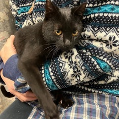めちゃくちゃお利口🥰😍4ヶ月黒猫🐱里親様募集中❣️