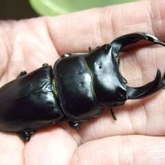 京都府産オオクワガタ F1 ♂69.8ミリ♀44.8ミリ　ペアの画像