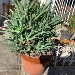 アロエ