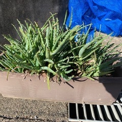 アロエ