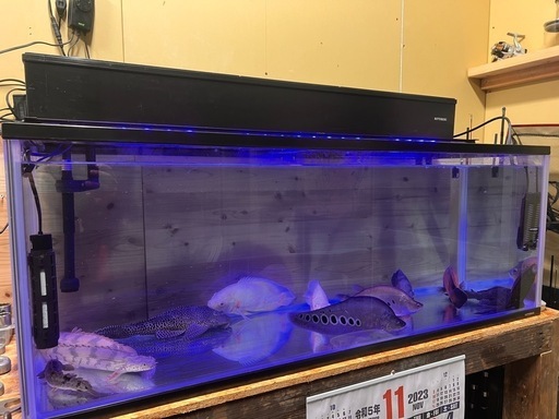 最終値下げ❗️水槽　コトブキ　1200