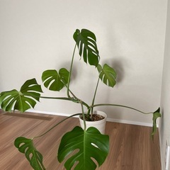 ガジュマル 、コーヒーの木、モンステラのセットの画像