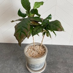 ガジュマル 、コーヒーの木、モンステラのセットの画像