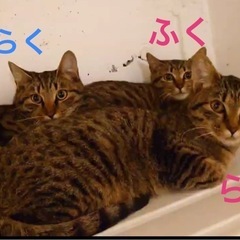 ずっとのお家探してます🐈　キジトラ三兄弟🐈