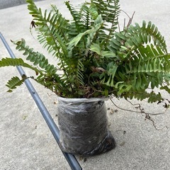 ①今だけ100%OFF 可愛いシダ植物