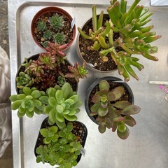 多肉植物 5鉢セット 金のなる木、ゴーラム、虹の玉など