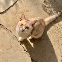 珍しい三毛猫の和柄　おっとりした性格のメス猫です