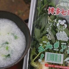 〆切間近★糸島市★七草セットの収穫・調整・パック詰めのお仕事★日払★