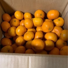 完全無農薬のみかんです🍊