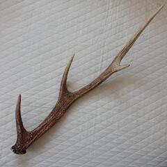 鹿の角　天然　美角　56cm