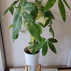 観葉植物パキラ、鉢植えセットの画像