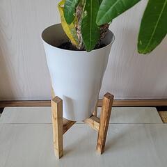 観葉植物パキラ、鉢植えセットの画像